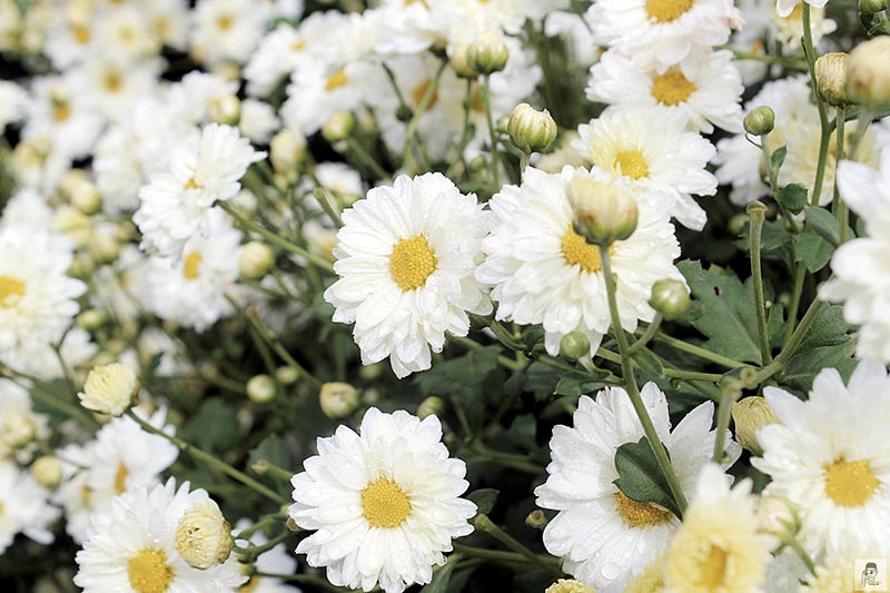 ทุ่งดอกเก๊กฮวย ทุ่งดอกเก๊กฮวย