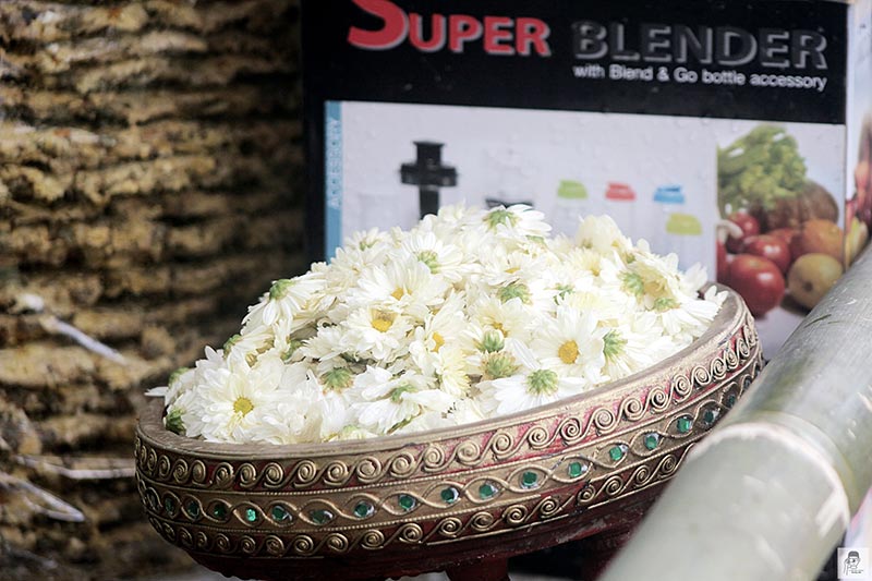 ทุ่งดอกเก๊กฮวย ทุ่งดอกเก๊กฮวย