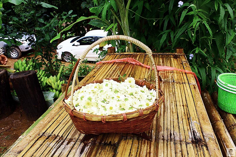 ทุ่งดอกเก๊กฮวย ทุ่งดอกเก๊กฮวย