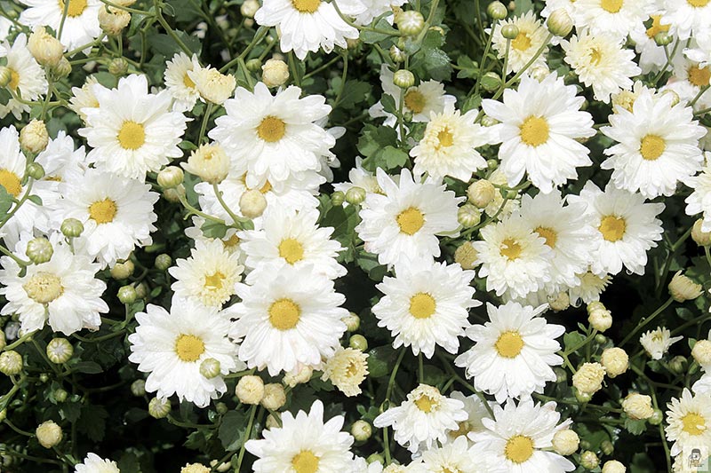 ทุ่งดอกเก๊กฮวย ทุ่งดอกเก๊กฮวย