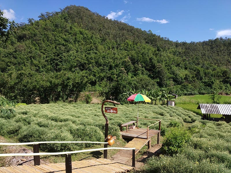 ทุ่งดอกเก๊กฮวย ทุ่งดอกเก๊กฮวย