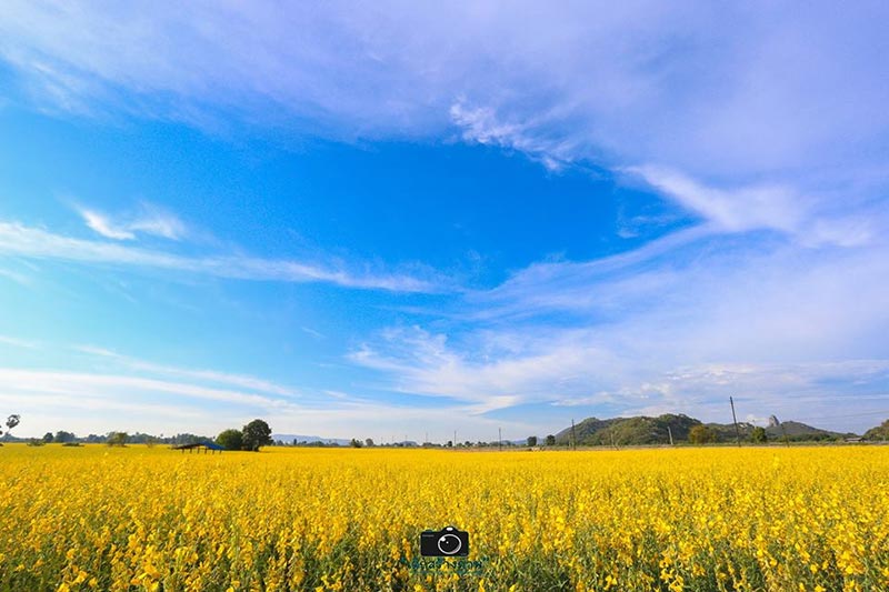 ทุ่งปอเทืองบ้านเขาวงษ์ ทุ่งปอเทืองบ้านเขาวงษ์