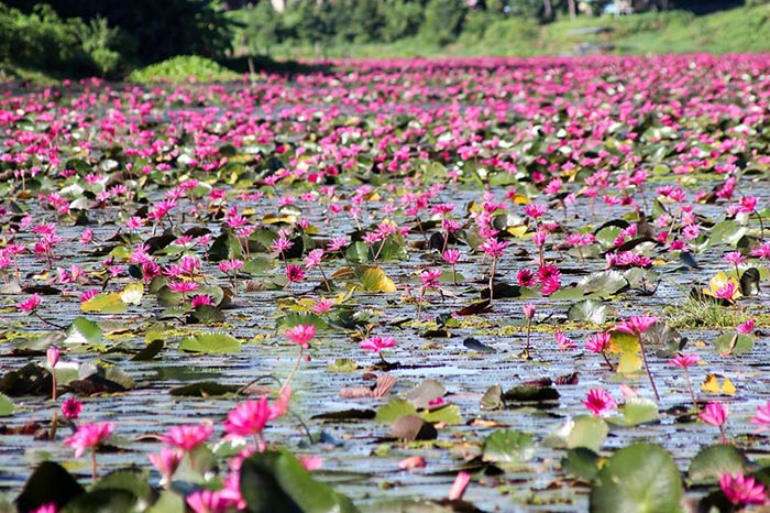 สวนน้ำทุ่งบัวแดงหนองสำรอง สวนน้ำทุ่งบัวแดงหนองสำรอง