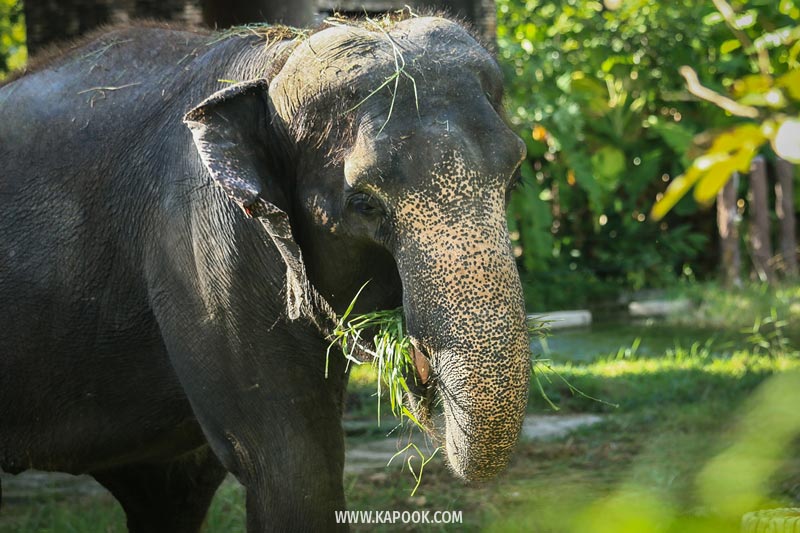 สัตว์ดาวเด่นเขาดินย้ายไปไหนบ้าง สัตว์ดาวเด่นเขาดินย้ายไปไหนบ้าง