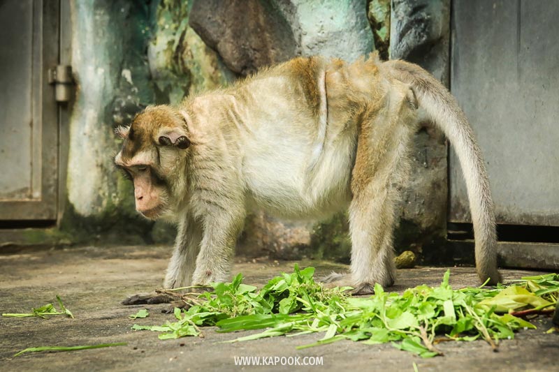 สัตว์ดาวเด่นเขาดินย้ายไปไหนบ้าง สัตว์ดาวเด่นเขาดินย้ายไปไหนบ้าง