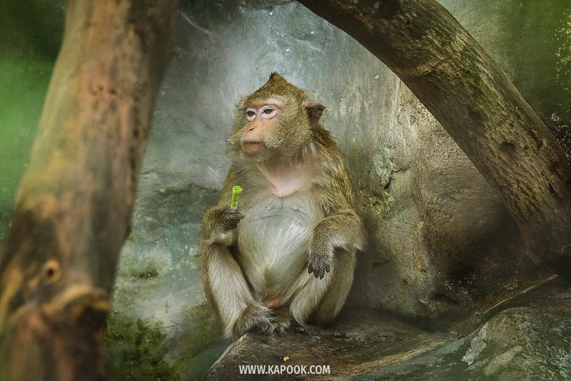 สัตว์ดาวเด่นเขาดินย้ายไปไหนบ้าง สัตว์ดาวเด่นเขาดินย้ายไปไหนบ้าง