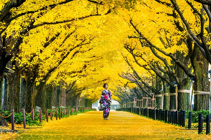 ใบไม้เปลี่ยนสี ญี่ปุ่น 2018 ใบไม้เปลี่ยนสี ญี่ปุ่น 2018
