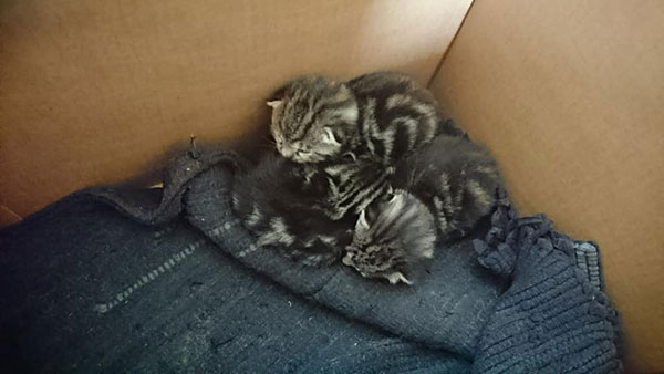 ชมสีหน้าสุดฮาของแมวจรจัด เมื่อรู้ว่าตัวเองท้อง ชมสีหน้าสุดฮาของแมวจรจัด เมื่อรู้ว่าตัวเองท้อง