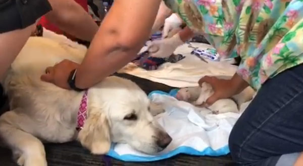 สุนัขช่วยเหลือผู้พิการคลอดลูก 8 ชีวิต กลางสนามบิน สุนัขช่วยเหลือผู้พิการคลอดลูก 8 ชีวิต กลางสนามบิน