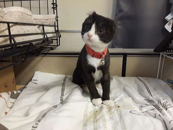 แมวน้อยน่าสงสารโดนคนใจร้ายตัดหู แต่ด้วยความเมตตาจากคนใจดี ก็ได้หูใหม่อีกครั้ง แมวน้อยน่าสงสารโดนคนใจร้ายตัดหู แต่ด้วยความเมตตาจากคนใจดี ก็ได้หูใหม่อีกครั้ง