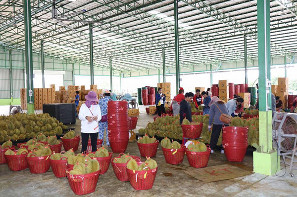 ทุเรียนไทย ทุเรียนไทย