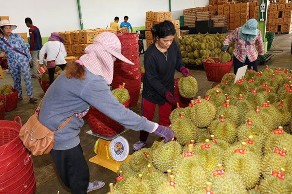 ทุเรียนไทย ทุเรียนไทย