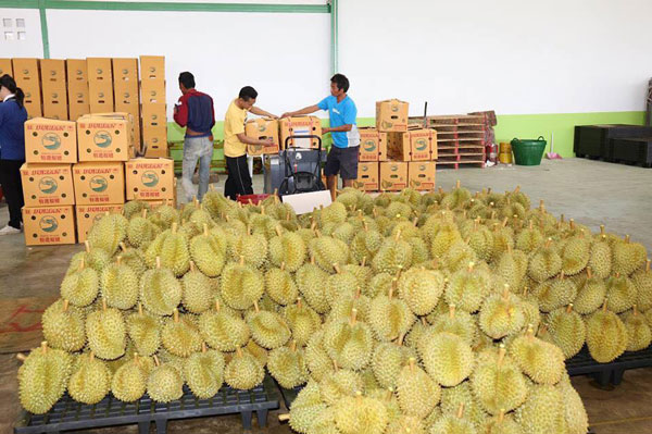ทุเรียนไทย ทุเรียนไทย