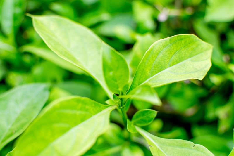 อังกาบหนูรักษามะเร็ง อังกาบหนูรักษามะเร็ง