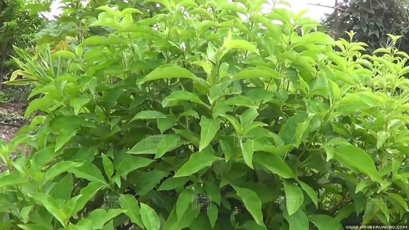 อังกาบหนู อังกาบหนู