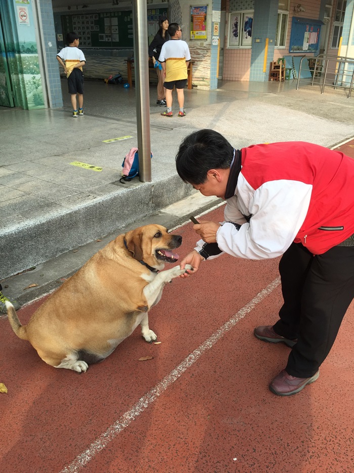 หมาอ้วนประจำโรงเรียน หมาอ้วนประจำโรงเรียน