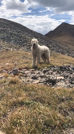 สุนัข สุนัข