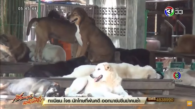 ขึ้นทะเบียนสัตว์เลี้ยง ขึ้นทะเบียนสัตว์เลี้ยง