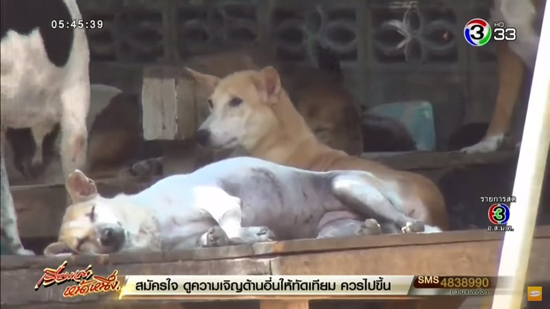 ขึ้นทะเบียนสัตว์เลี้ยง ขึ้นทะเบียนสัตว์เลี้ยง
