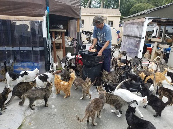 บ้านแมวจรจัด บ้านแมวจรจัด