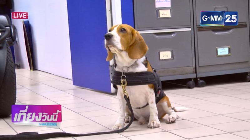 ลูก้า สุนัขตำรวจตรีพันธุ์บีเกิล ลูก้า สุนัขตำรวจตรีพันธุ์บีเกิล