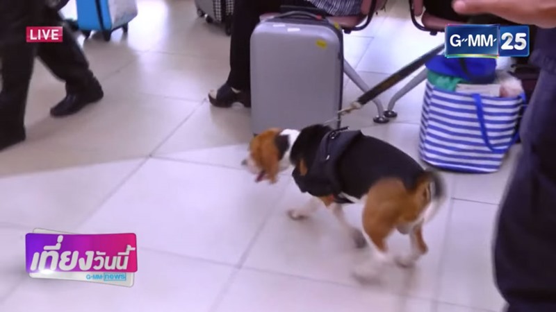 ลูก้า สุนัขตำรวจตรีพันธุ์บีเกิล ลูก้า สุนัขตำรวจตรีพันธุ์บีเกิล