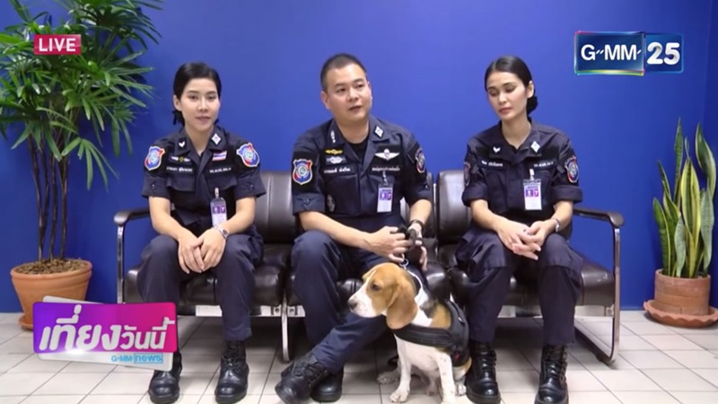 ลูก้า สุนัขตำรวจตรีพันธุ์บีเกิล ลูก้า สุนัขตำรวจตรีพันธุ์บีเกิล