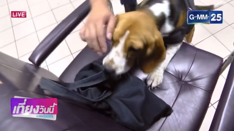 ลูก้า สุนัขตำรวจตรีพันธุ์บีเกิล ลูก้า สุนัขตำรวจตรีพันธุ์บีเกิล