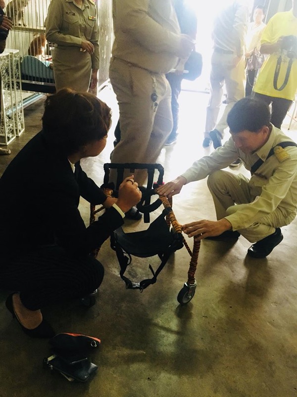 ในหลวง ทรงรับตูบพิการสองขา ไว้ในพระบรมราชานุเคราะห์ ในหลวง ทรงรับตูบพิการสองขา ไว้ในพระบรมราชานุเคราะห์