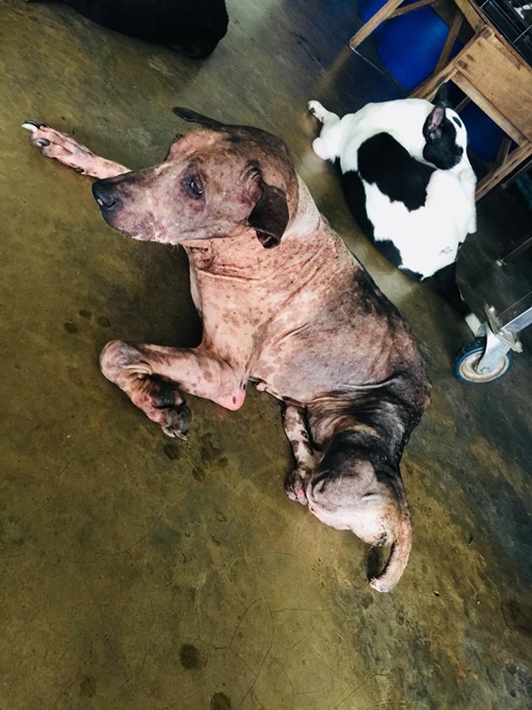 ในหลวง ทรงรับตูบพิการสองขา ไว้ในพระบรมราชานุเคราะห์ ในหลวง ทรงรับตูบพิการสองขา ไว้ในพระบรมราชานุเคราะห์