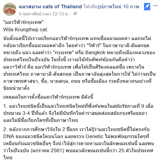 วิฬาร์กรุงเทพ แมวไทยสายพันธุ์ใหม่ วิฬาร์กรุงเทพ แมวไทยสายพันธุ์ใหม่