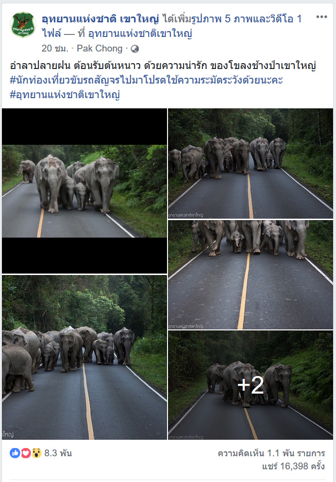 ช้างป่าเขาใหญ่ ช้างป่าเขาใหญ่
