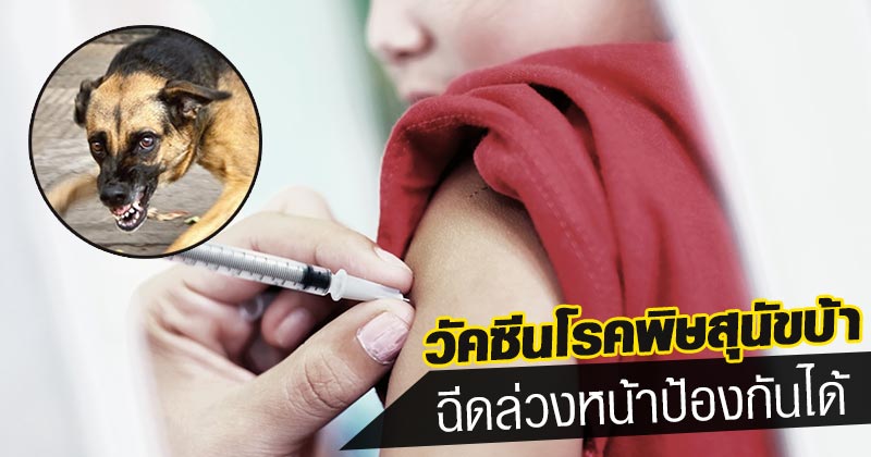 โรคพิษสุนัขบ้า โรคพิษสุนัขบ้า