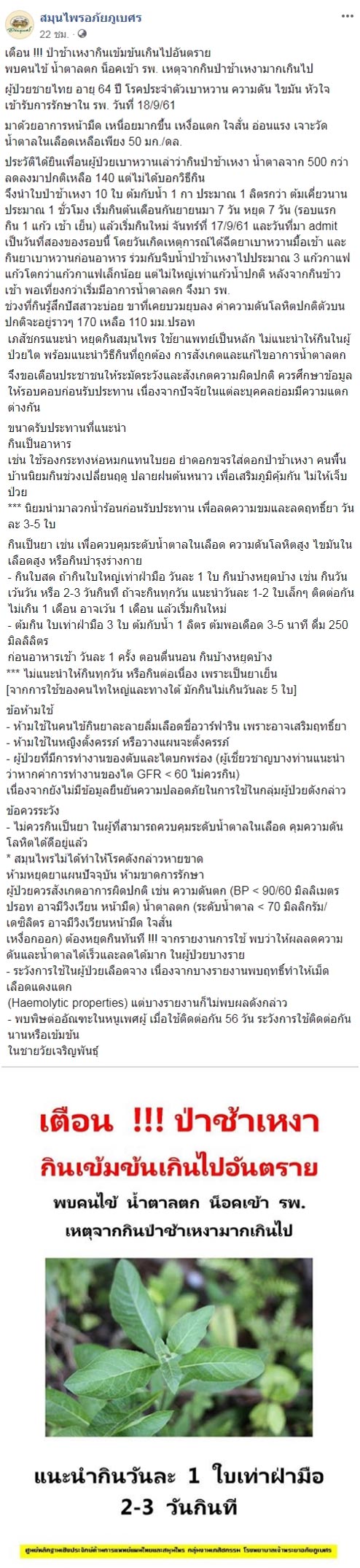 ป่าช้าเหงา ป่าช้าเหงา