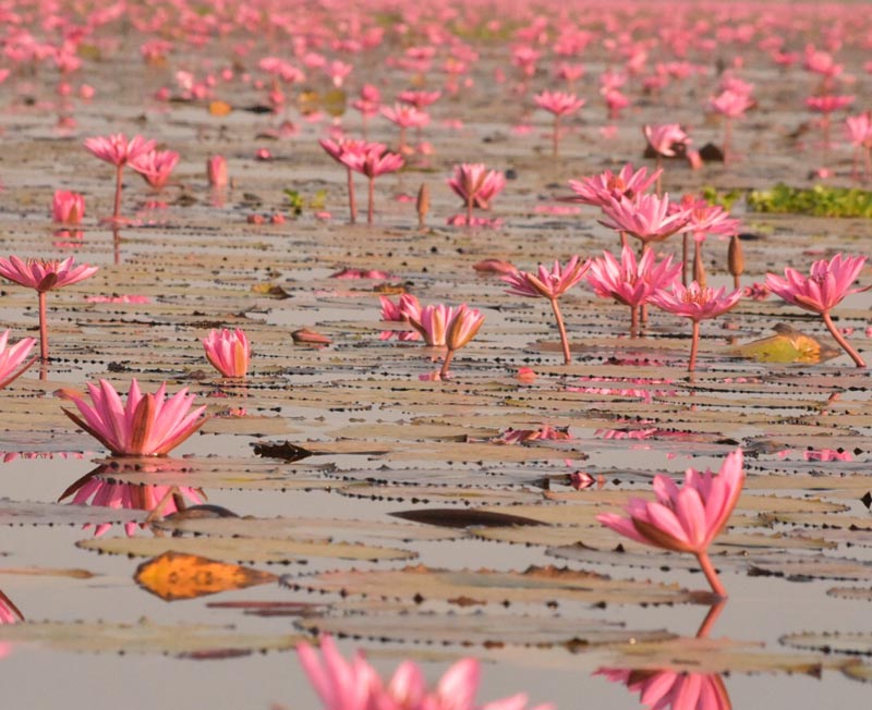 ราฟฟี่ ธนัชชา ราฟฟี่ ธนัชชา