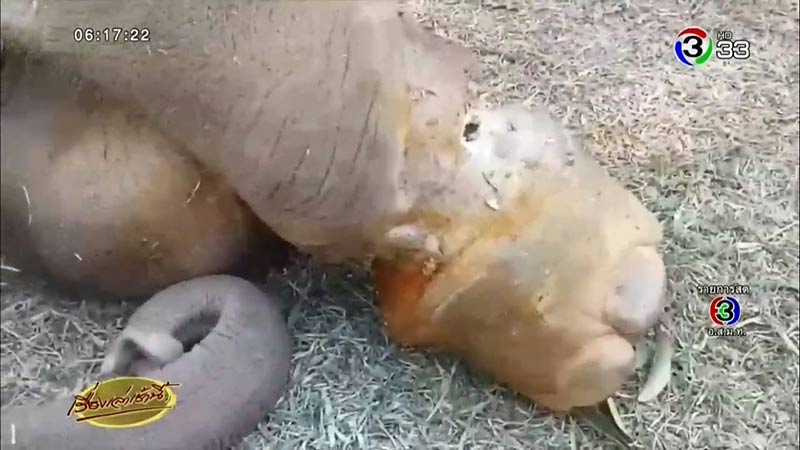 ช้างบาดเจ็บ ช้างบาดเจ็บ