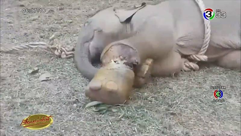 ช้างบาดเจ็บ ช้างบาดเจ็บ