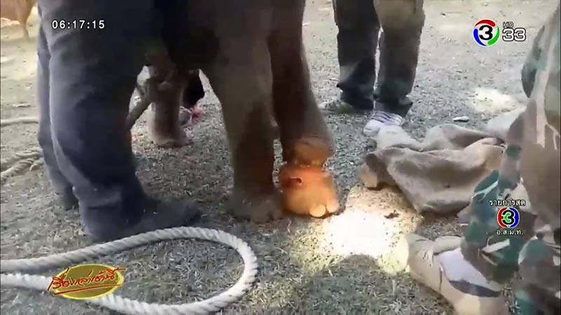 ช้างบาดเจ็บ ช้างบาดเจ็บ