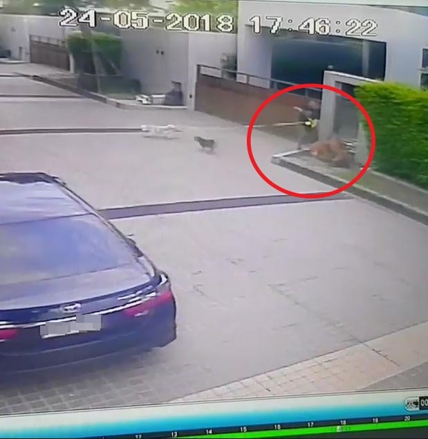 หมา กันต์ กันตถาวร โดนพิทบูลกัด หมา กันต์ กันตถาวร โดนพิทบูลกัด