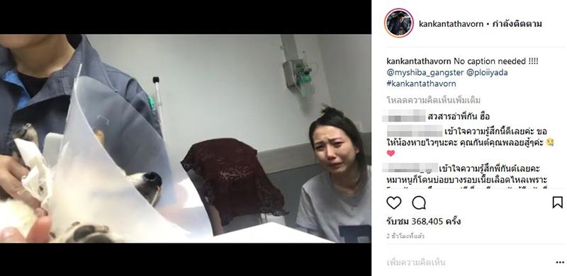 หมา กันต์ กันตถาวร โดนพิทบูลกัด หมา กันต์ กันตถาวร โดนพิทบูลกัด