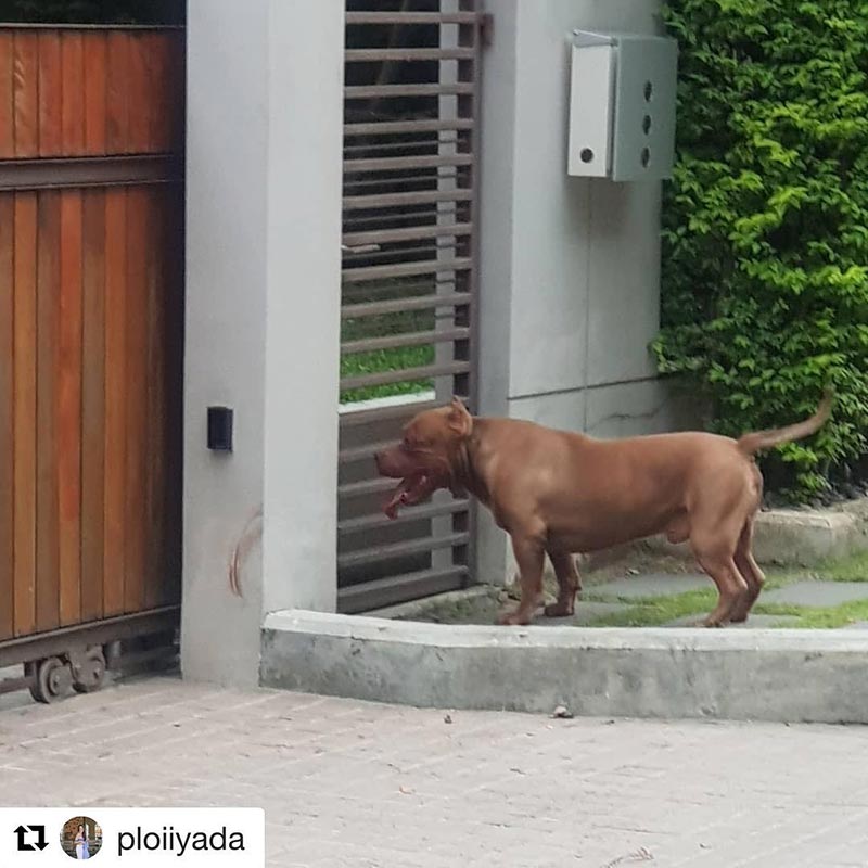 หมา กันต์ กันตถาวร โดนพิทบูลกัด หมา กันต์ กันตถาวร โดนพิทบูลกัด