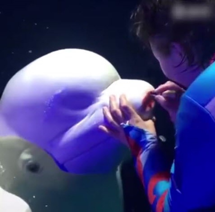 วาฬเบลูก้า วาฬเบลูก้า