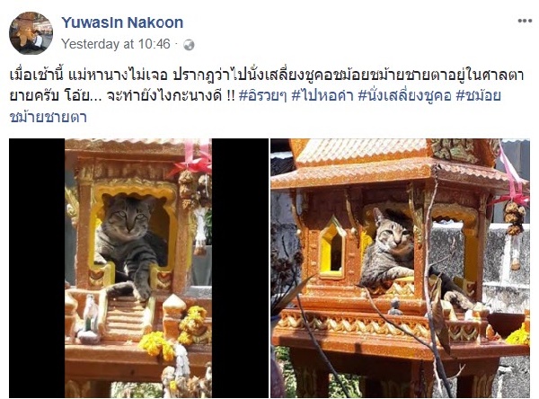 แมว แมว