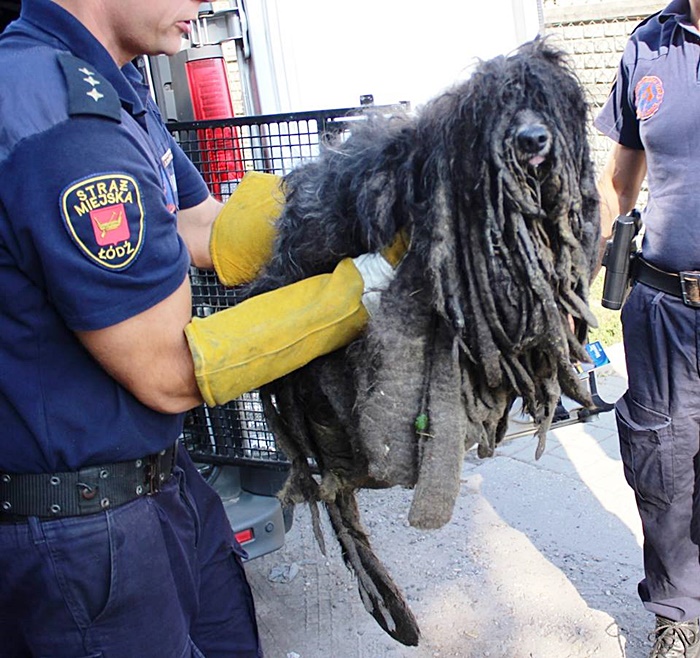 ตูบถูกจับพลิกโฉม ตูบถูกจับพลิกโฉม