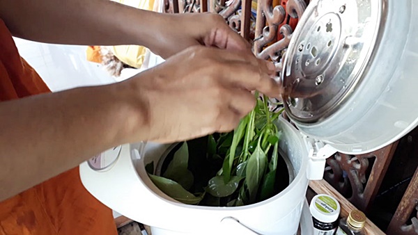 ต้นอังกาบหนู ต้นอังกาบหนู