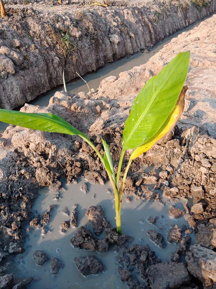 เชษฐ์ สไมล์บัฟฟาโล เชษฐ์ สไมล์บัฟฟาโล