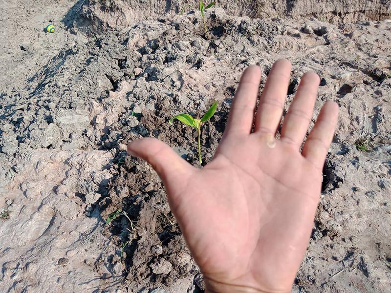 เชษฐ์ สไมล์บัฟฟาโล เชษฐ์ สไมล์บัฟฟาโล