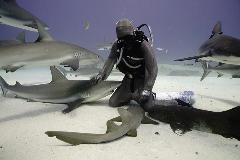 ช่วยฉลาม ช่วยฉลาม