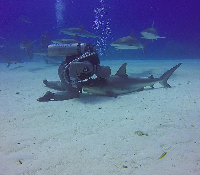 ช่วยฉลาม ช่วยฉลาม