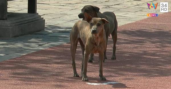 ลูกสุนัขจรจัดกัดเด็ก 7 ขวบ ลูกสุนัขจรจัดกัดเด็ก 7 ขวบ